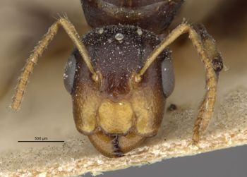 Media type: image;   Entomology 21564 Aspect: head frontal view